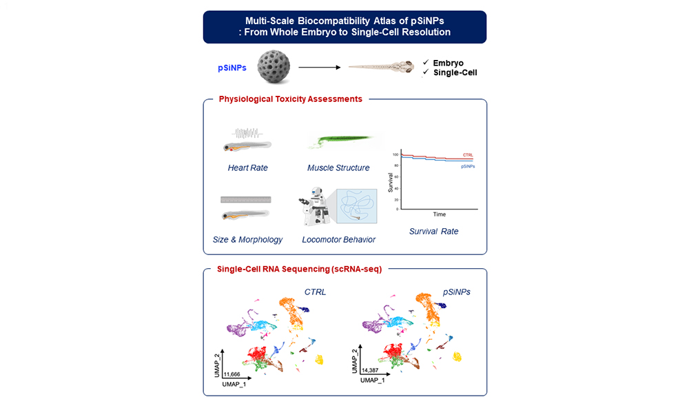 A Multi-Scale Biocompatibility Atlas of Porous Silicon Nanoparticles: From Whole Embryo to Single-Cell Resolution